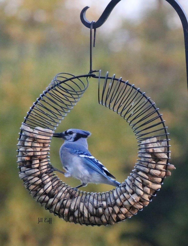 Songbird Essentials Whole Peanut Black Wreath Feeder for Squirrels and Blue Jays - Image 5
